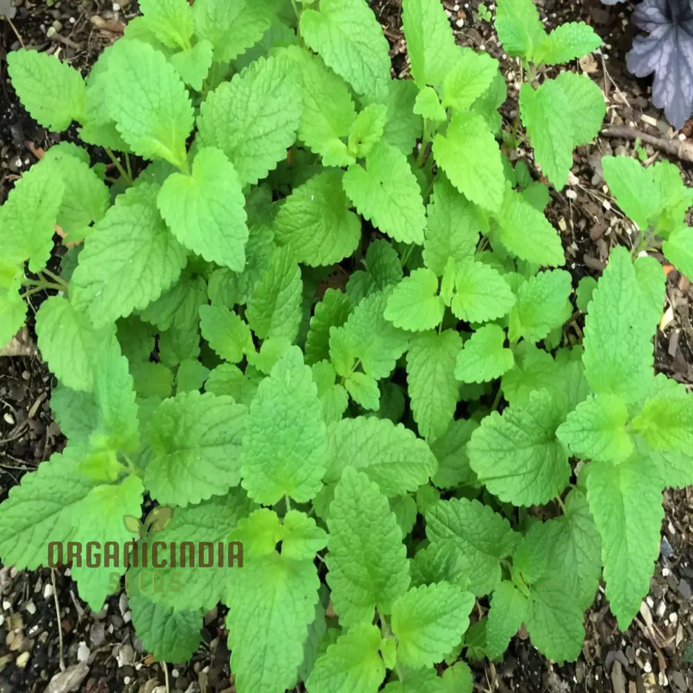 Lemon Balm (Melissa) Seeds For Planting Grow Your Own Refreshing And Aromatic For Culinary