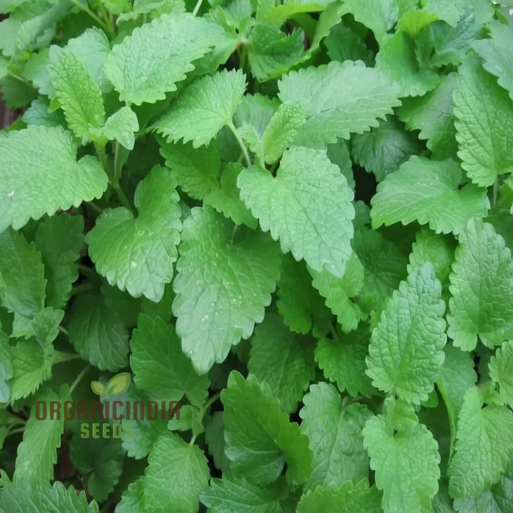 Lemon Balm (Melissa) Seeds For Planting Grow Your Own Refreshing And Aromatic For Culinary