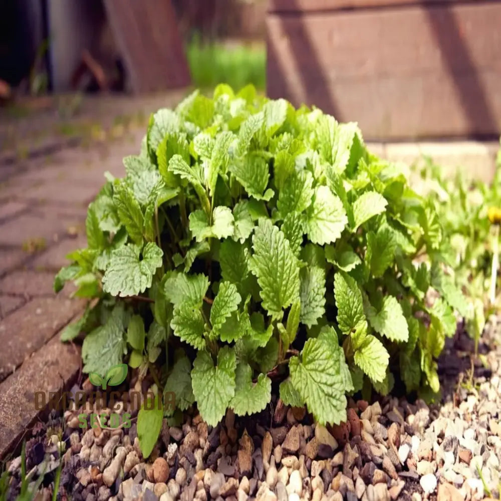 Lemon Balm (Melissa) Seeds For Planting Grow Your Own Refreshing And Aromatic For Culinary