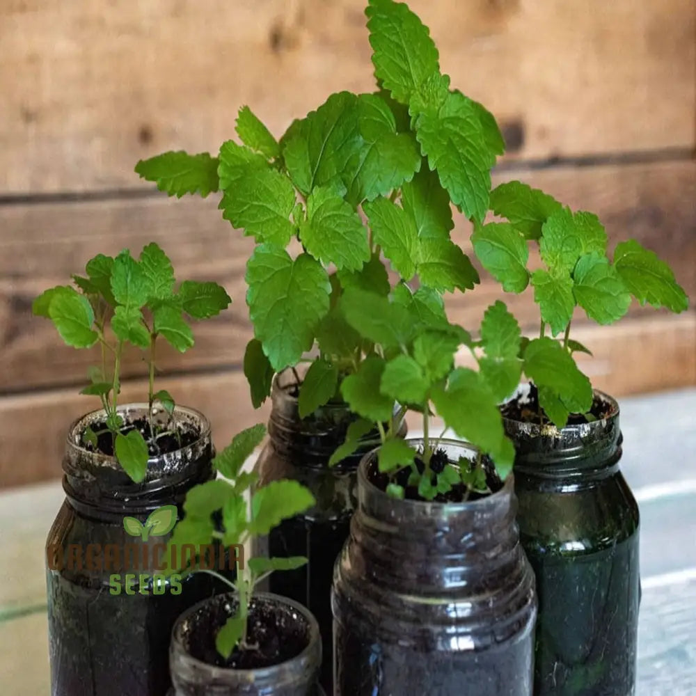 Lemon Balm (Melissa) Seeds For Planting Grow Your Own Refreshing And Aromatic For Culinary