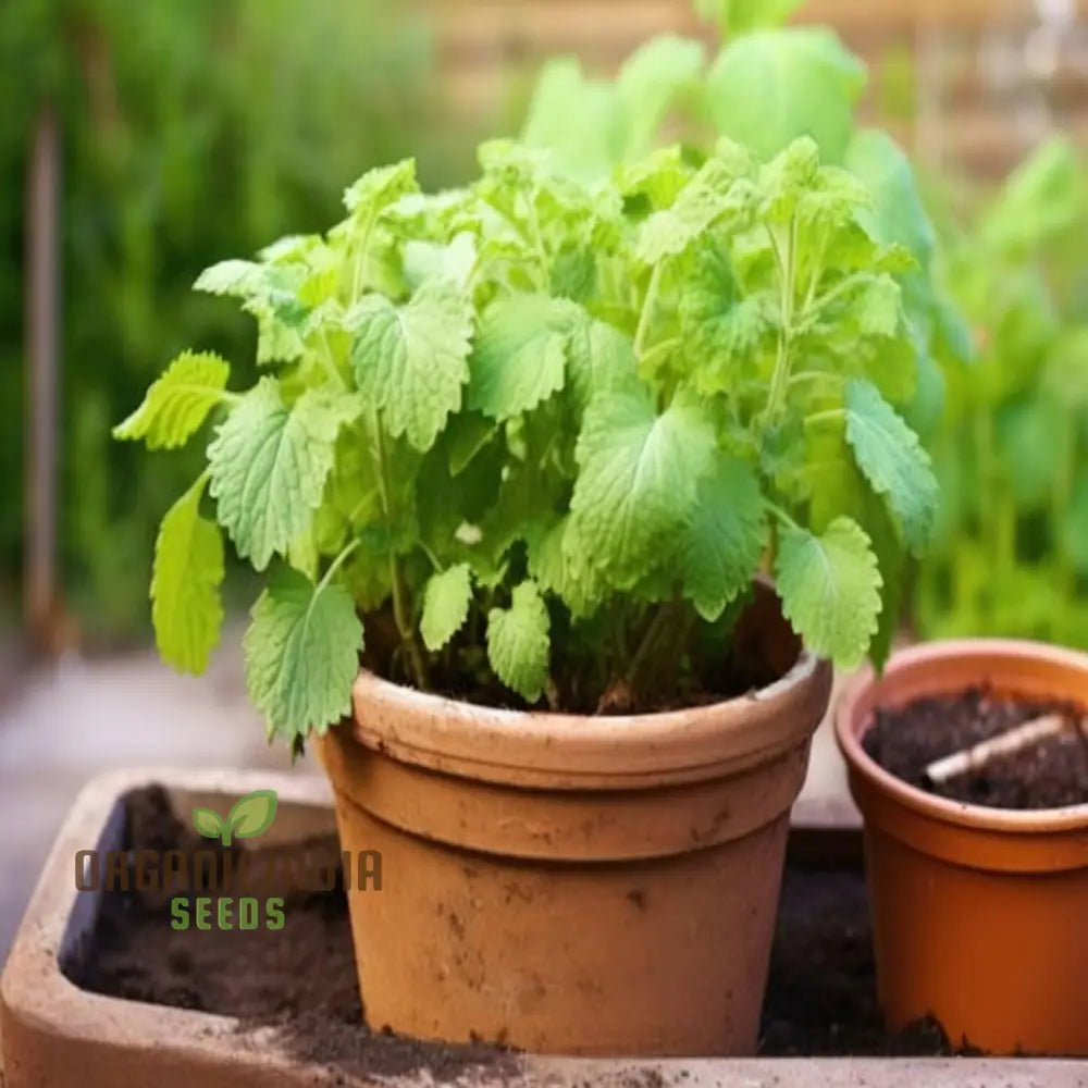 Lemon Balm (Melissa) Seeds For Planting Grow Your Own Refreshing And Aromatic For Culinary