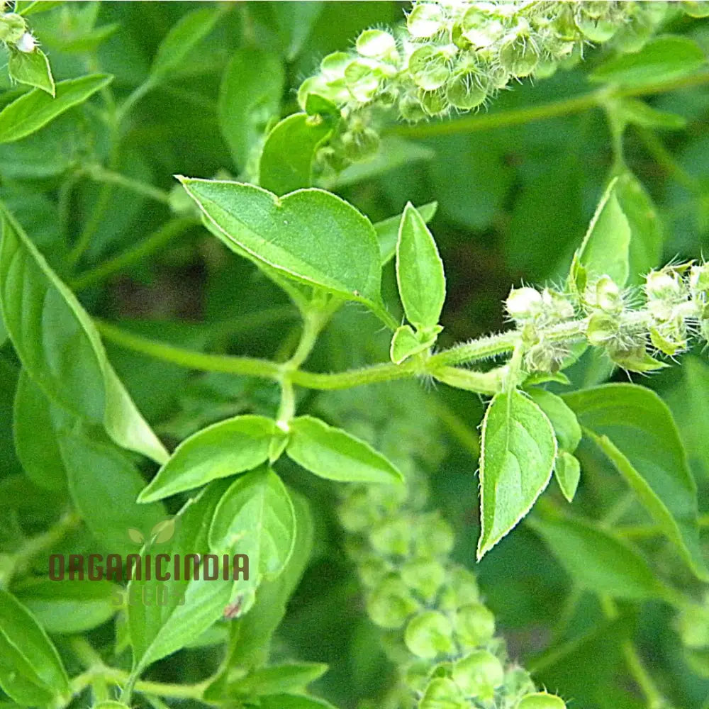 Lemon Basil Herb Seeds Aromatic Heirloom For Garden And Culinary Easy To Grow Vegetable