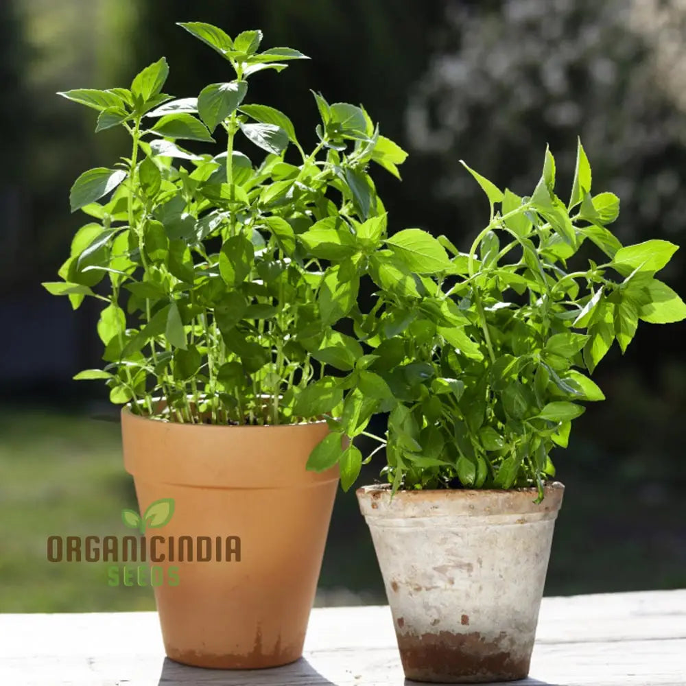 Lemon Basil Herb Seeds Aromatic Heirloom For Garden And Culinary Easy To Grow Vegetable