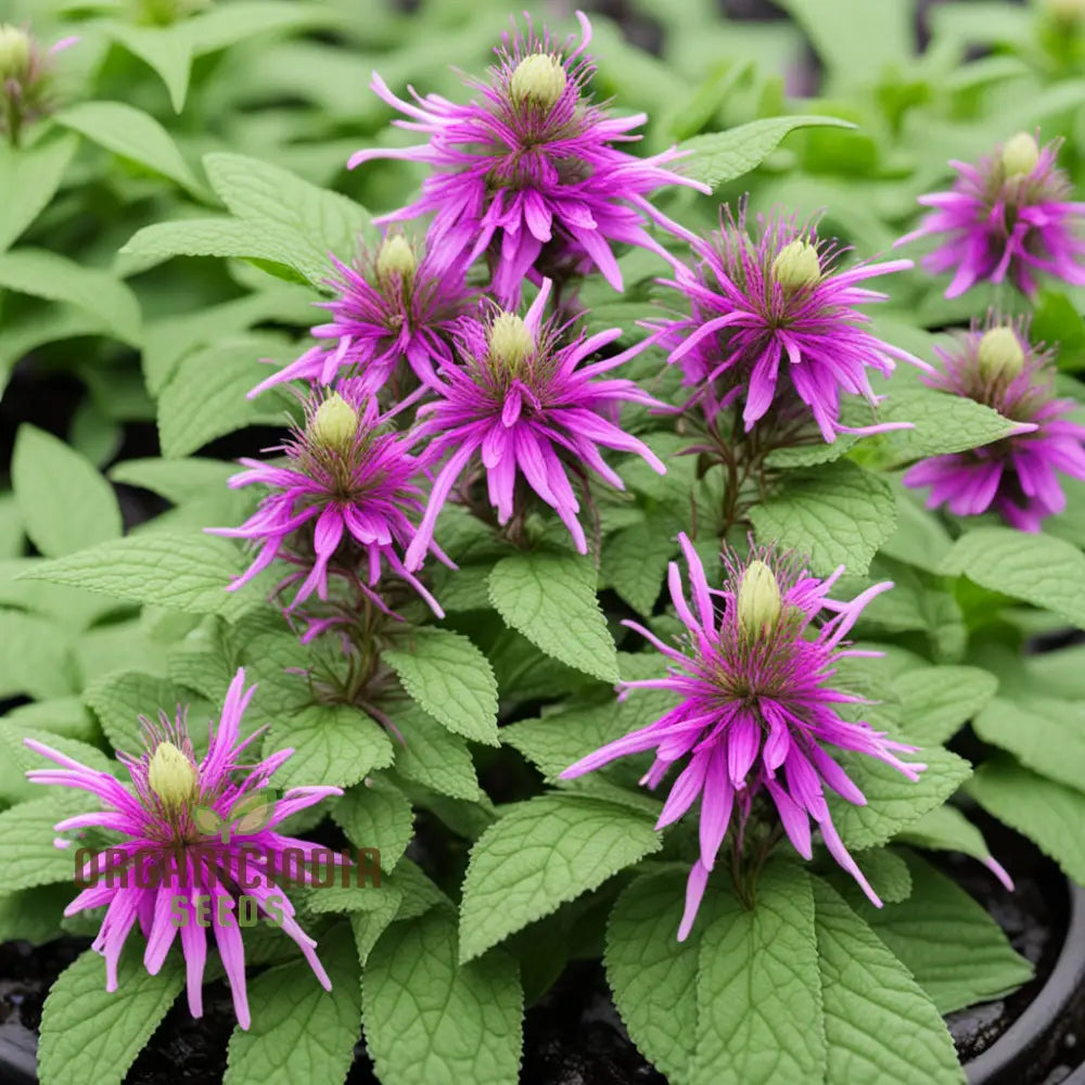 Lemon Bee Balm Seeds Purple Monarda Citriodora Flower Annuals