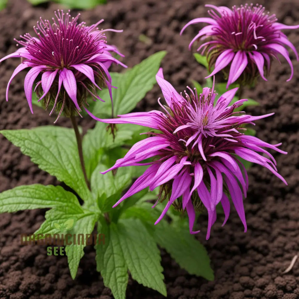 Lemon Bee Balm Seeds Purple Monarda Citriodora Flower Annuals