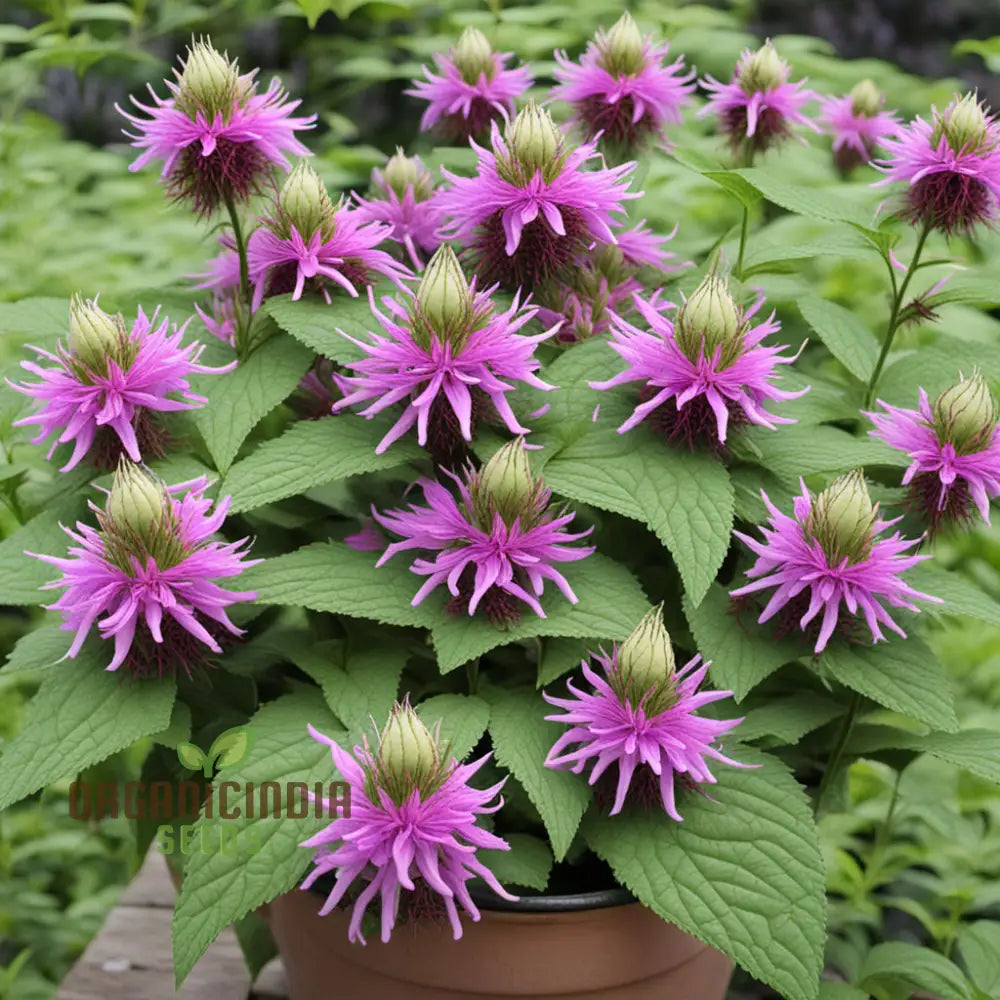 Lemon Bee Balm Seeds Purple Monarda Citriodora Flower Annuals