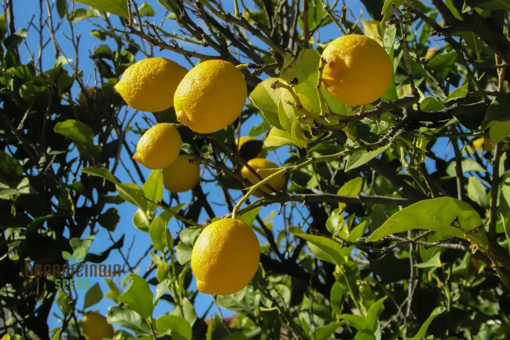 Lemon Fruit Seeds For Your Lush Garden: Start Growing Citrus With Top-Quality Gardening