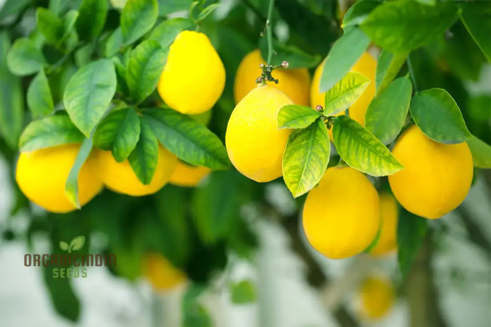 Lemon Fruit Seeds For Your Lush Garden: Start Growing Citrus With Top-Quality Gardening