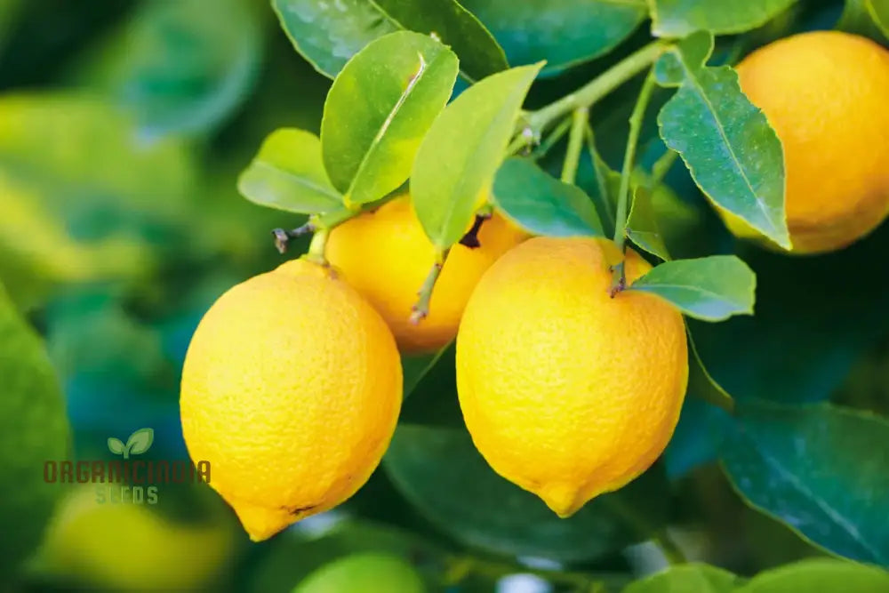 Lemon Fruit Seeds For Your Lush Garden: Start Growing Citrus With Top-Quality Gardening