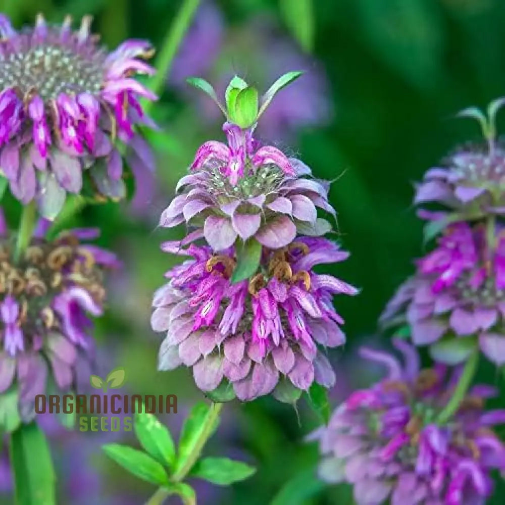 Lemon Mint Seeds For Planting | Fragrant Herb Gardening Grow Fresh At Home