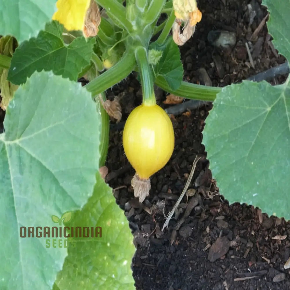 Lemon Summer Squash Seeds - Bright And Citrusy Flavor For Refreshing Dishes Vegetable