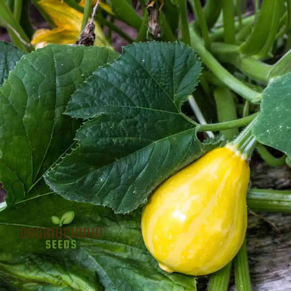 Lemon Summer Squash Seeds - Bright And Citrusy Flavor For Refreshing Dishes Vegetable