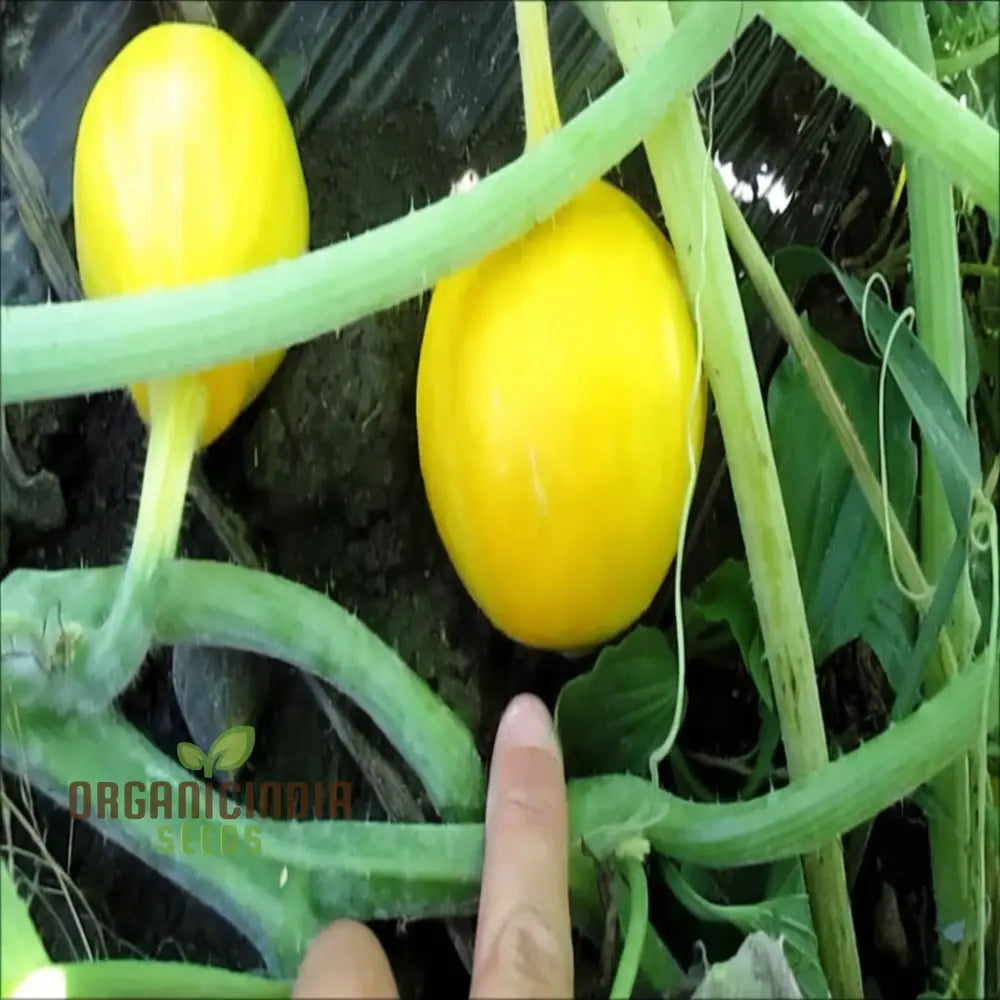 Lemon Summer Squash Seeds - Bright And Citrusy Flavor For Refreshing Dishes Vegetable