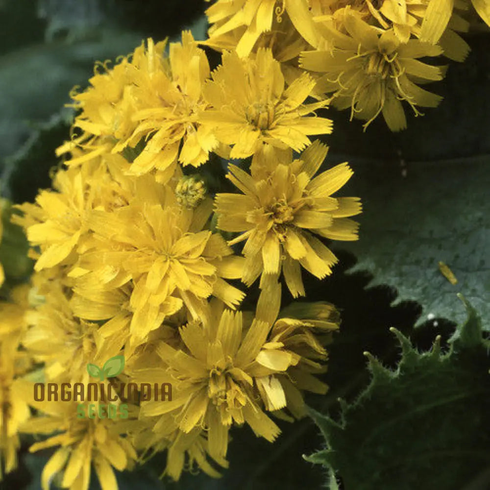 Leontodon Ringens Seeds: Cultivate Beauty And Diversity In Your Gardening Experience!