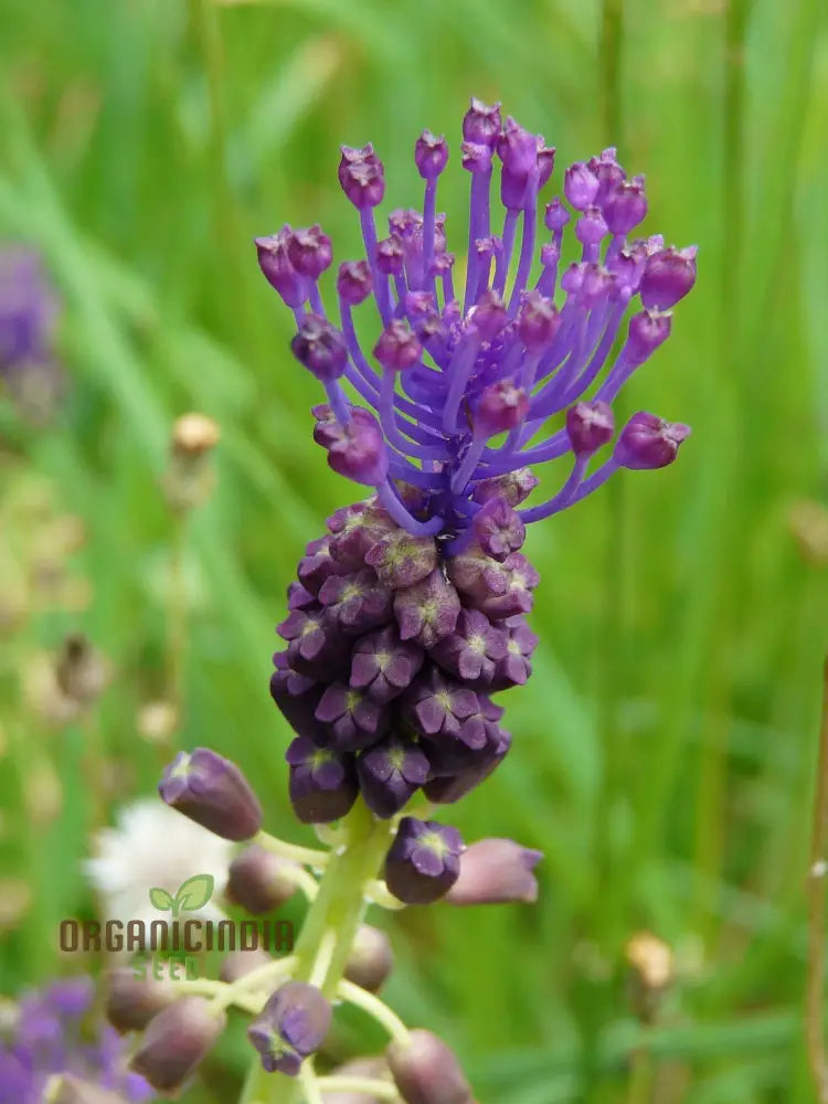 Leopoldia Caucasica Seeds: Explore The Beauty Of Spring With These Delicate And Resilient Plants!