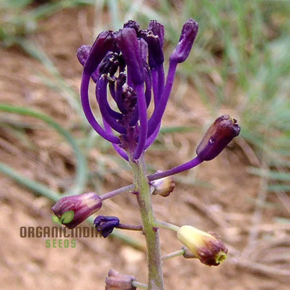 Leopoldia Caucasica Seeds: Explore The Beauty Of Spring With These Delicate And Resilient Plants!