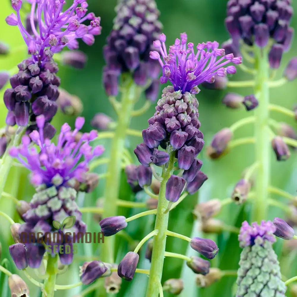 Leopoldia Caucasica Seeds: Explore The Beauty Of Spring With These Delicate And Resilient Plants!