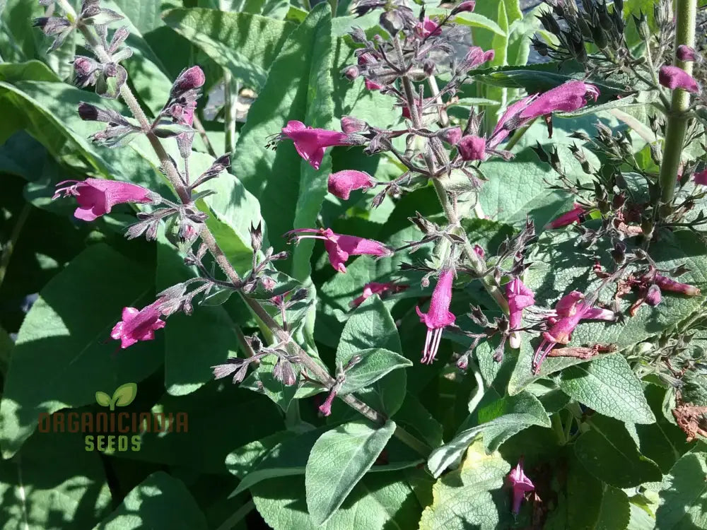 Lepechinia Salviae Seeds: Cultivate Beauty And Fragrance With Expert Gardening!