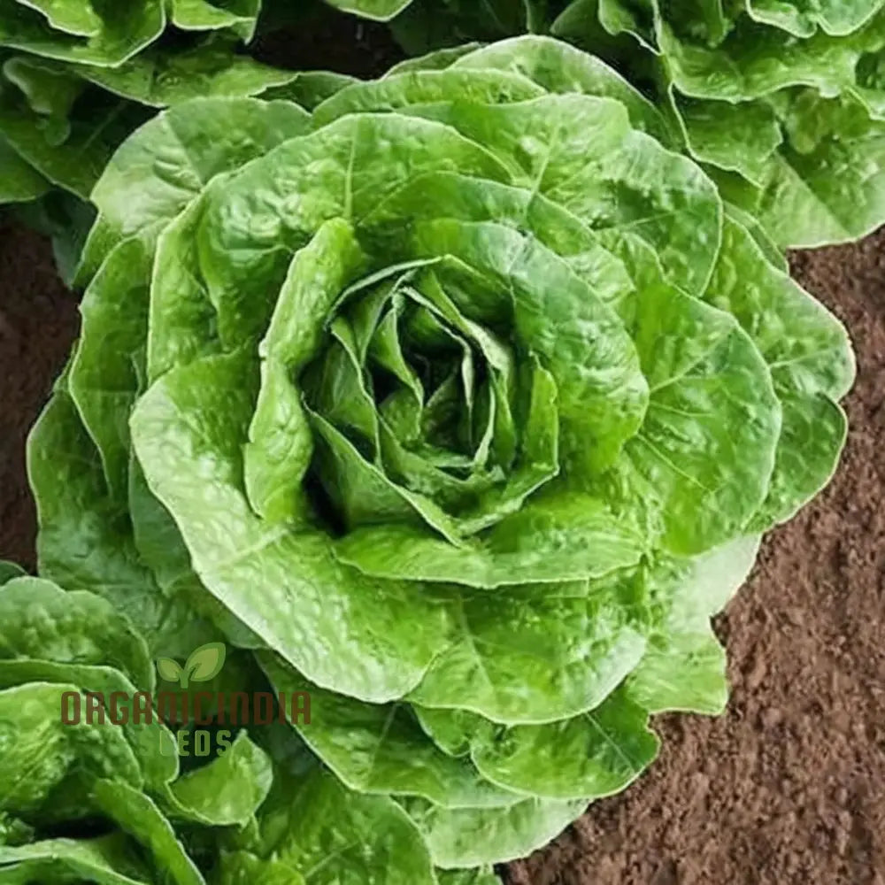 Lettuce All Year Round Seeds For Gardening | Grow Fresh Year-Round High-Yield Non-Gmo Heirloom