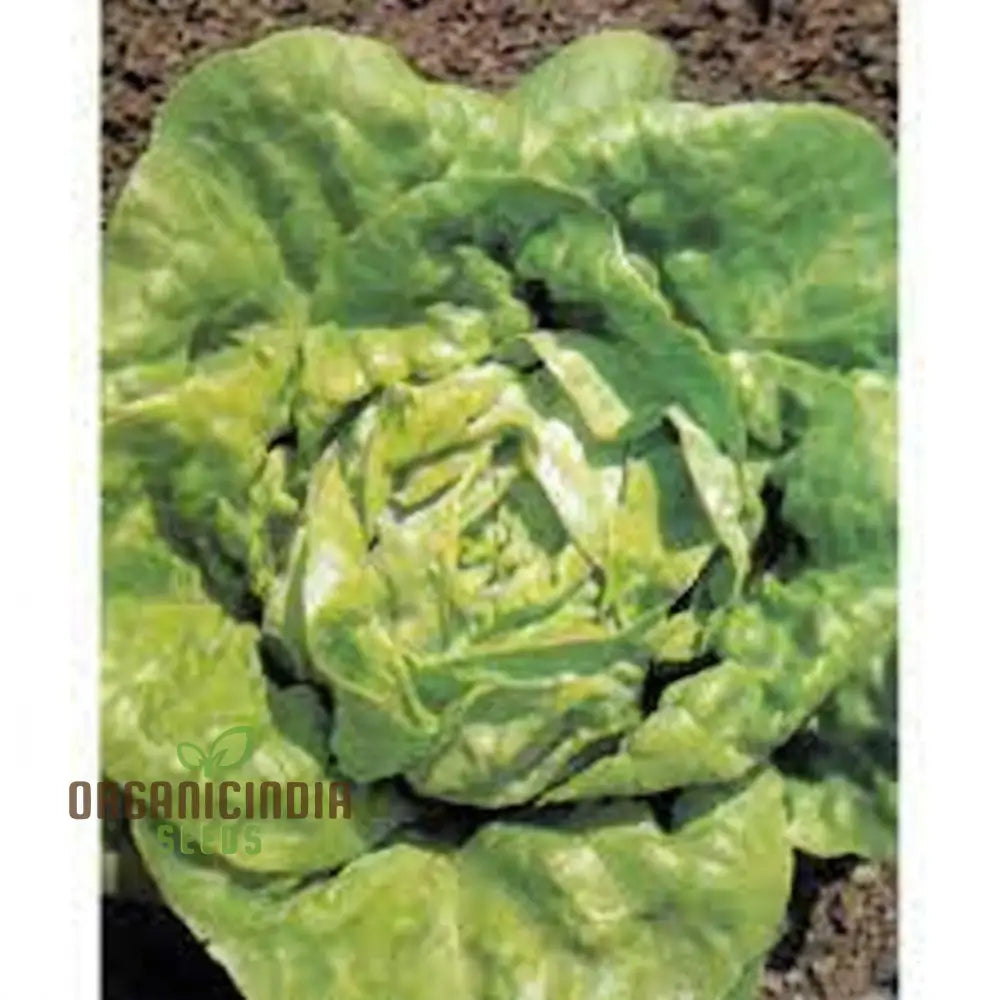 Lettuce All Year Round Seeds For Gardening | Grow Fresh Year-Round High-Yield Non-Gmo Heirloom