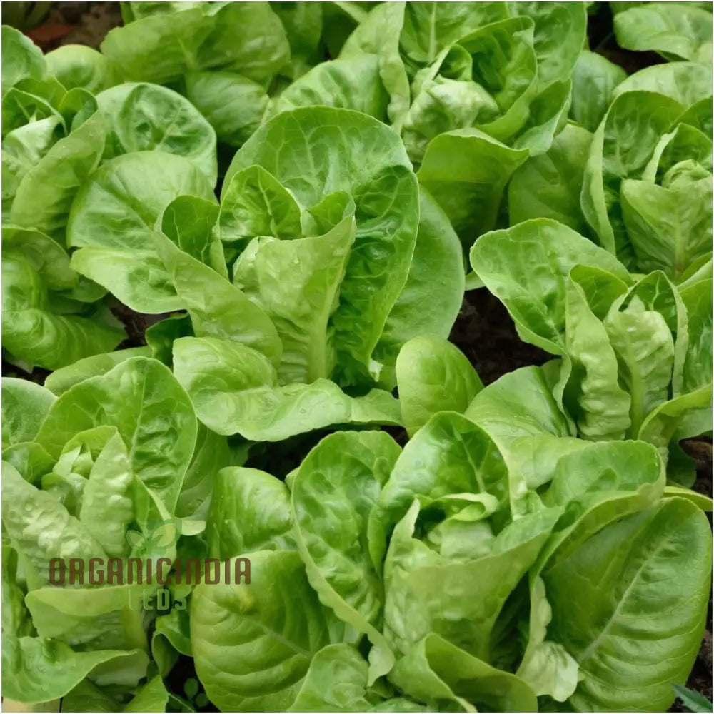 Lettuce All Year Round Seeds For Gardening | Grow Fresh Year-Round High-Yield Non-Gmo Heirloom