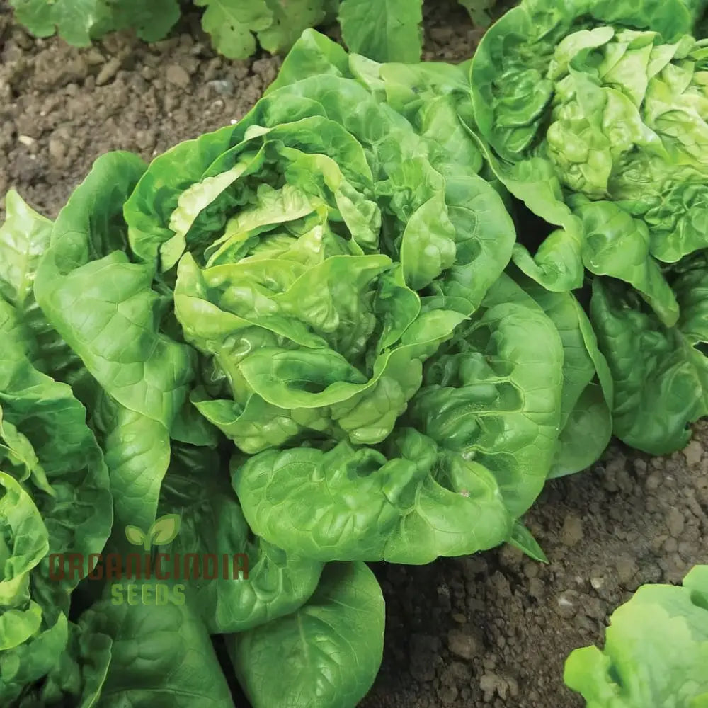 Lettuce All Year Round Seeds For Gardening | Grow Fresh Year-Round High-Yield Non-Gmo Heirloom