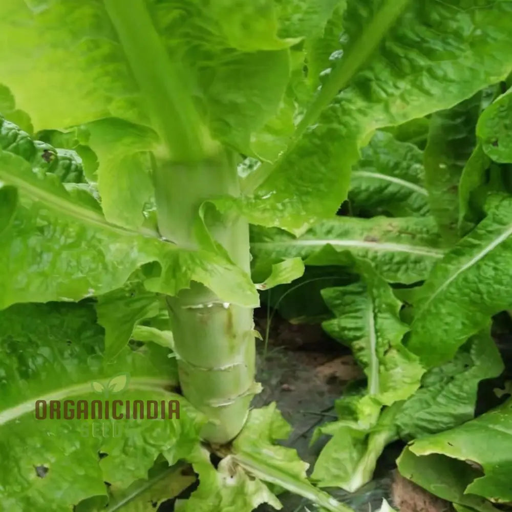 Lettuce Celtuce Heirloom Vegetable Seeds For Gardening Ideal Home For Planting