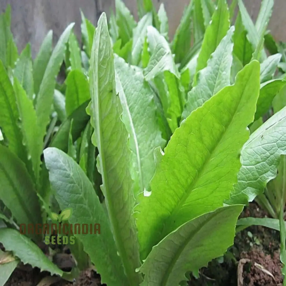 Lettuce Celtuce Heirloom Vegetable Seeds For Gardening Ideal Home For Planting