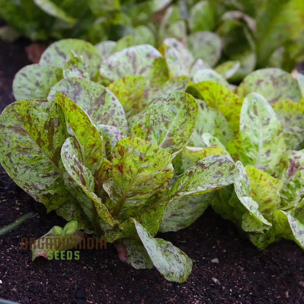 Lettuce Freckles Vegetable Seeds For Planting Perfect Home Gardening And High-Yield Easy-To-Grow