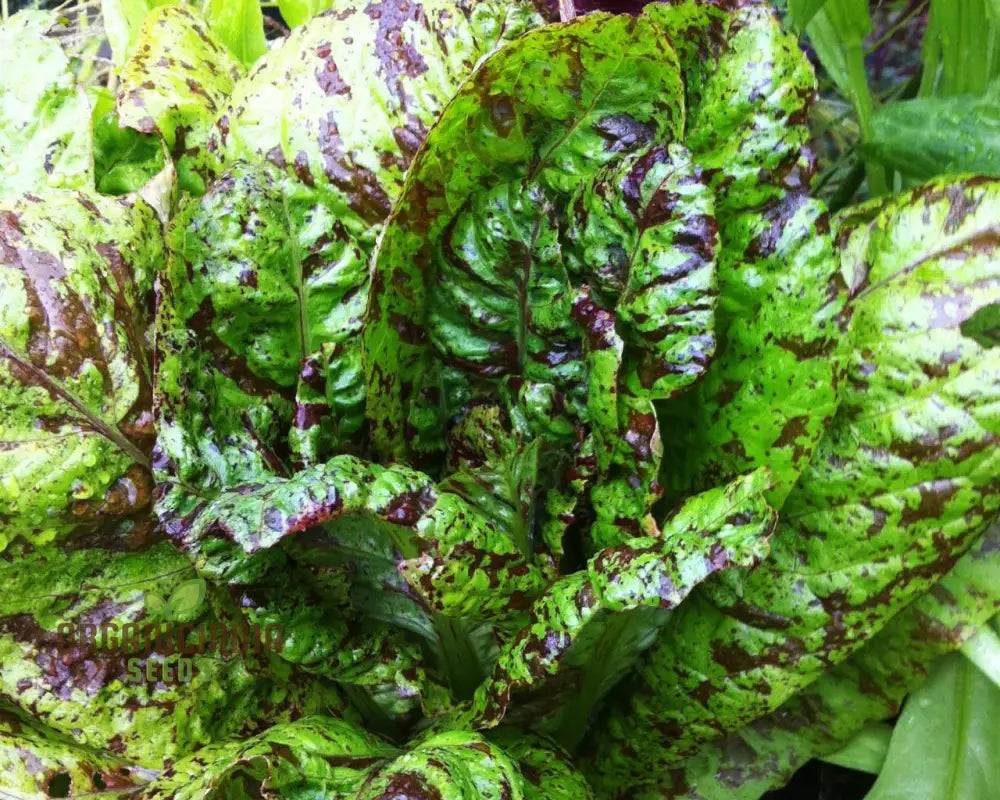 Lettuce Freckles Vegetable Seeds For Planting Perfect Home Gardening And High-Yield Easy-To-Grow