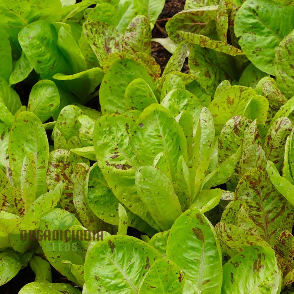 Lettuce Freckles Vegetable Seeds For Planting Perfect Home Gardening And High-Yield Easy-To-Grow