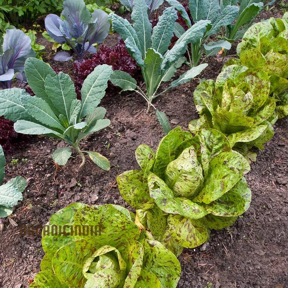 Lettuce Freckles Vegetable Seeds For Planting Perfect Home Gardening And High-Yield Easy-To-Grow