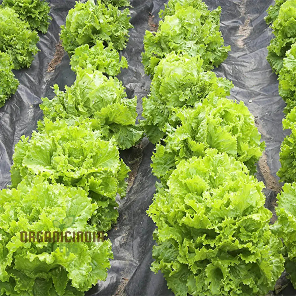 Lettuce Great Lakes Seeds For Gardening Enthusiasts | Heirloom Healthy Greens