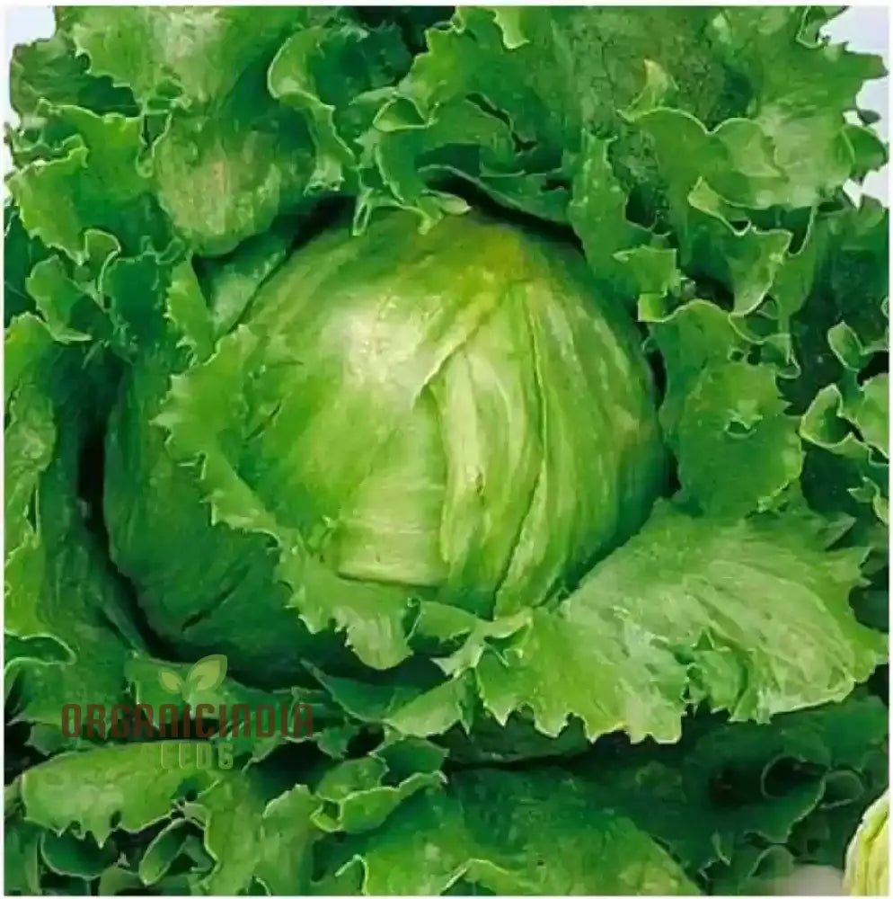 Lettuce Great Lakes Seeds For Gardening Enthusiasts | Heirloom Healthy Greens