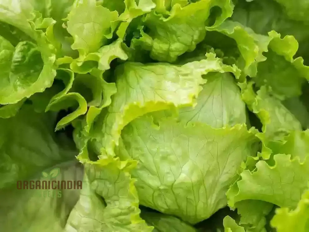 Lettuce Great Lakes Seeds For Gardening Enthusiasts | Heirloom Healthy Greens