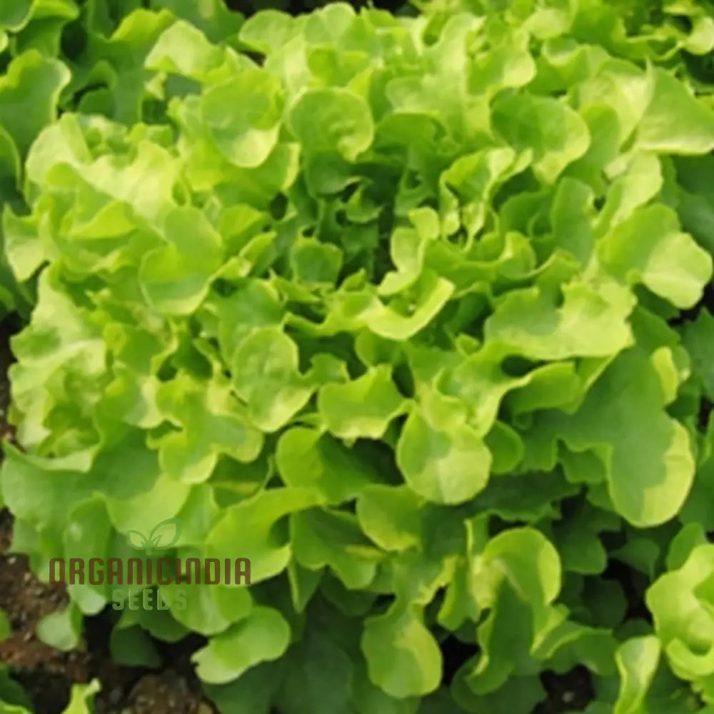 Lettuce Isira Split Pills Seeds – Elevate Your Gardening With Easy-To-Plant Nutritious Lettuce