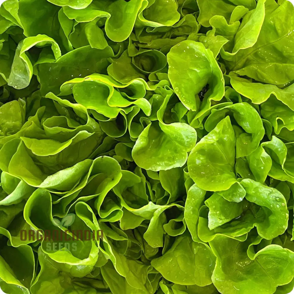 Lettuce Isira Split Pills Seeds – Elevate Your Gardening With Easy-To-Plant Nutritious Lettuce