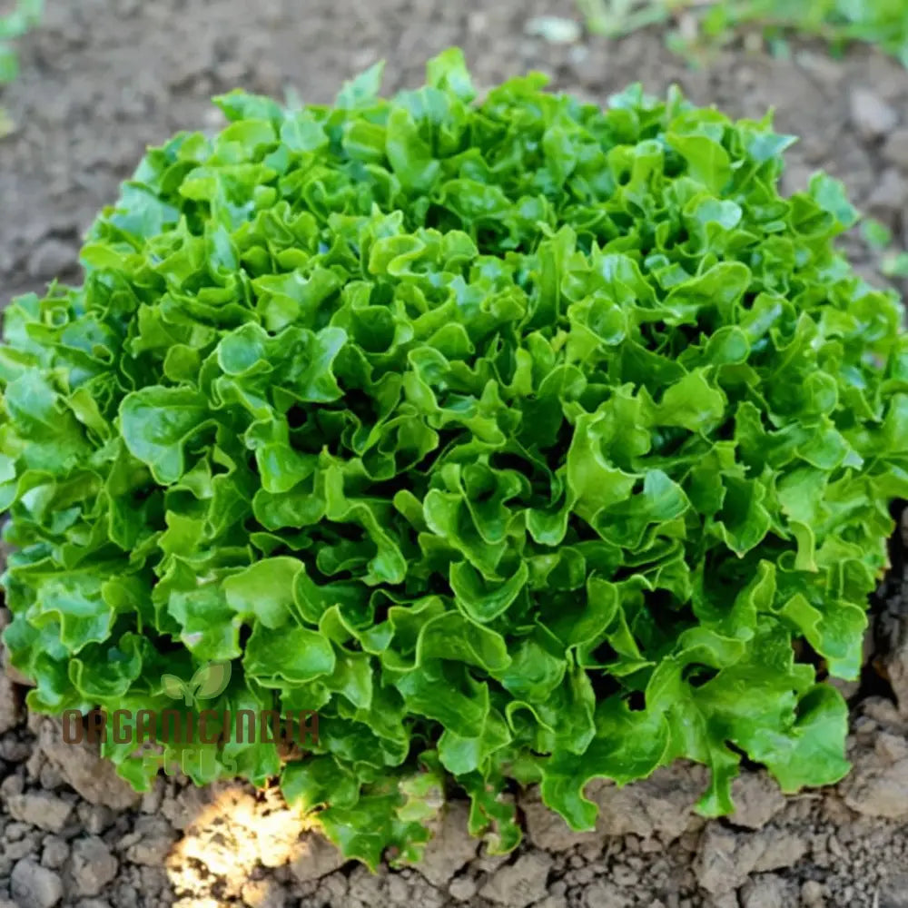 Lettuce Isira Split Pills Seeds – Elevate Your Gardening With Easy-To-Plant Nutritious Lettuce