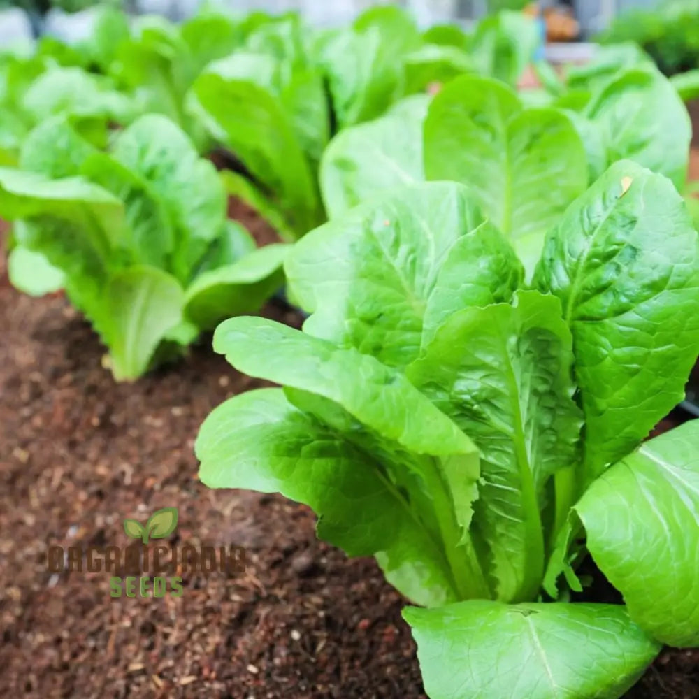 Lettuce Little Gem Seeds For Gardening – High-Yield Non-Gmo Your Garden