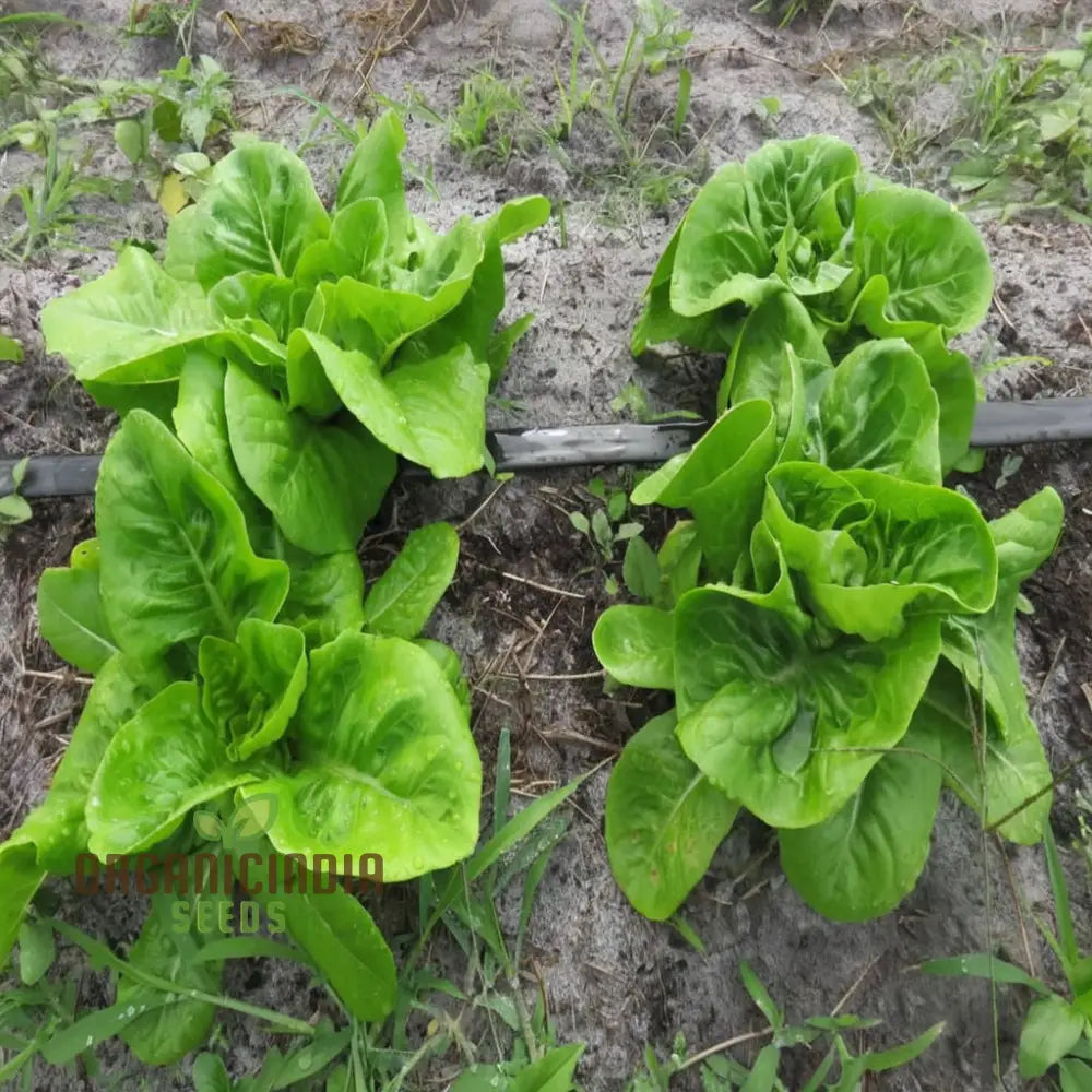 Lettuce Little Gem Seeds For Gardening – High-Yield Non-Gmo Your Garden