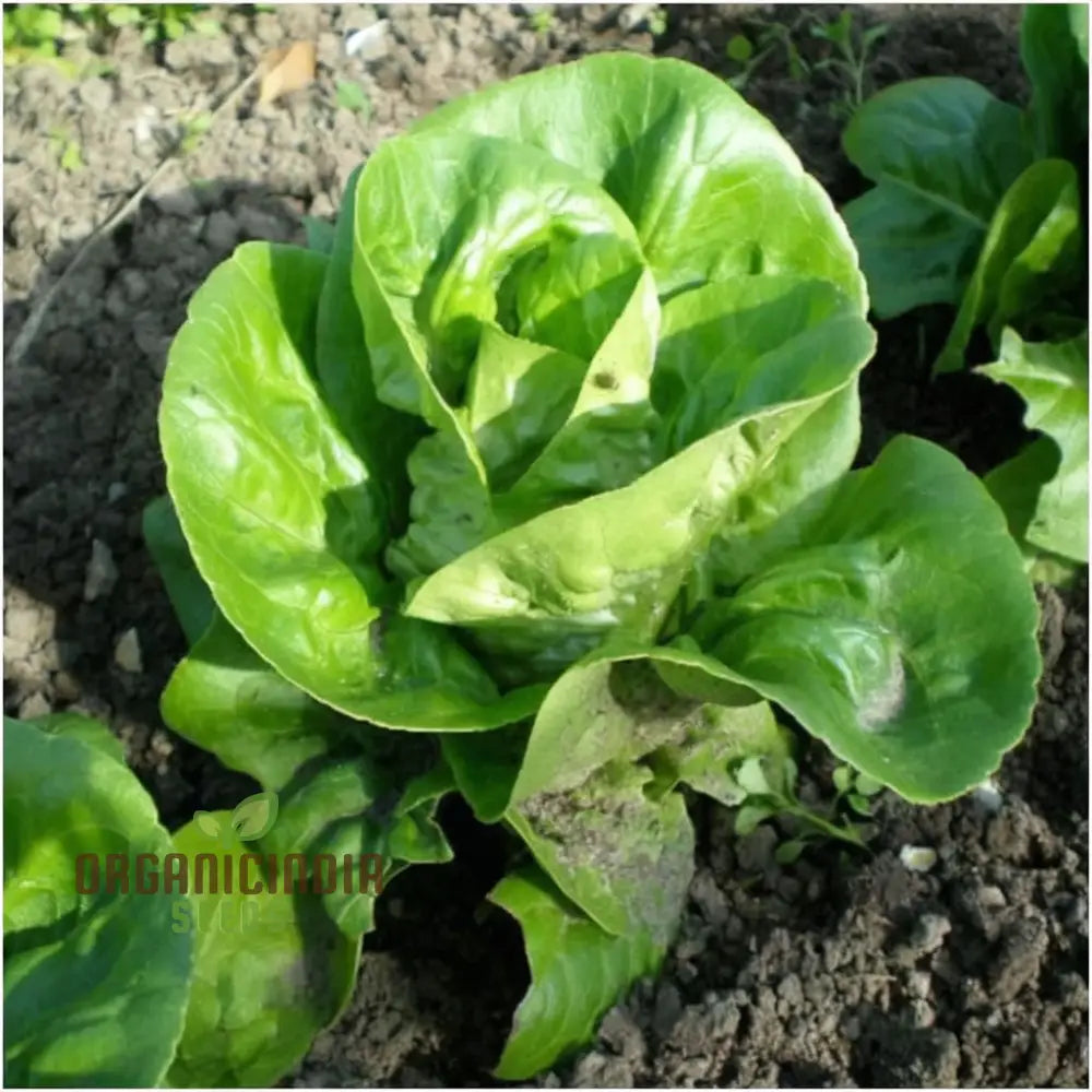 Lettuce Little Gem Seeds For Gardening – High-Yield Non-Gmo Your Garden