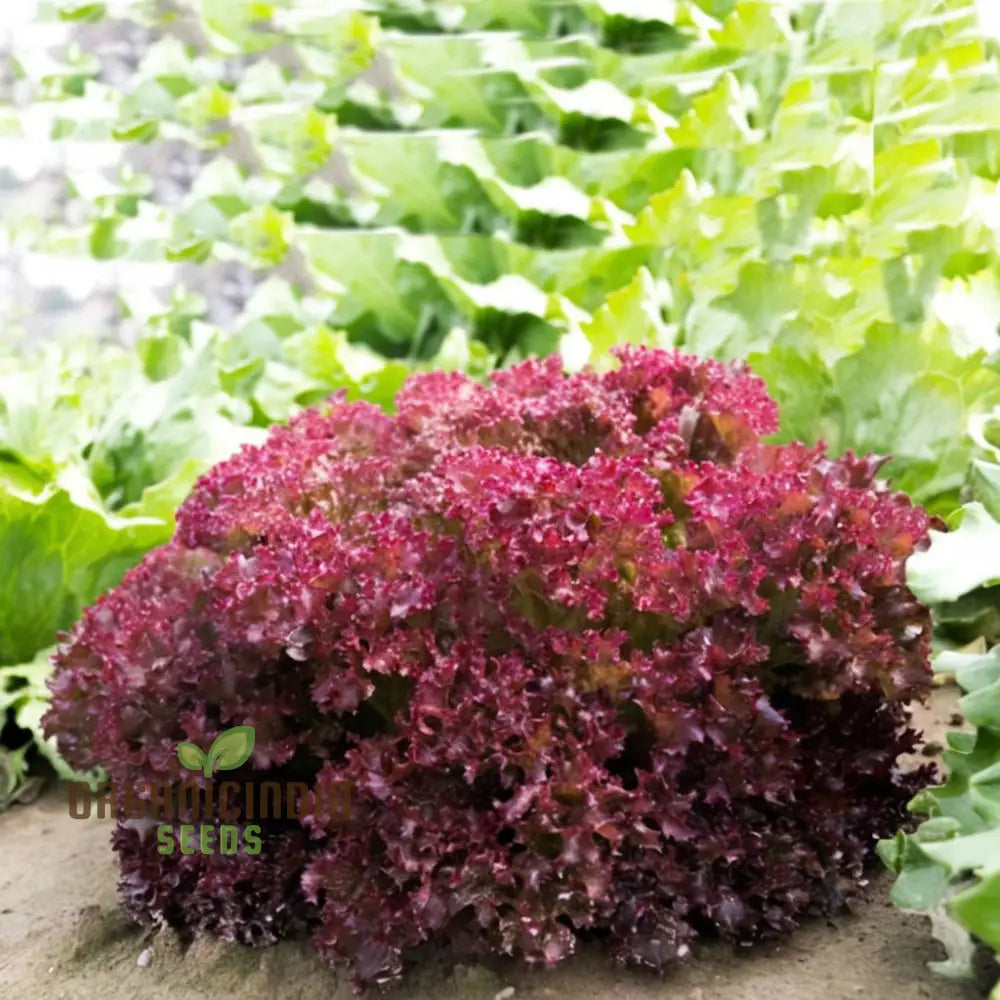 Lettuce Lolla Rossa Vegetable Seeds - Grow Crisp And Colorful Salad Greens