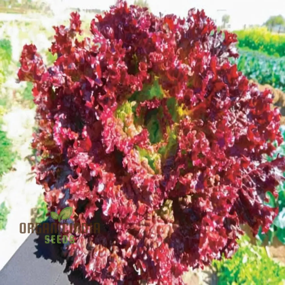 Lettuce Lolla Rossa Vegetable Seeds - Grow Crisp And Colorful Salad Greens