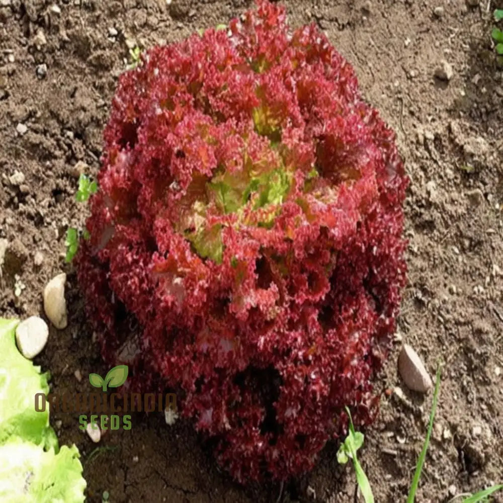 Lettuce Lolla Rossa Vegetable Seeds - Grow Crisp And Colorful Salad Greens