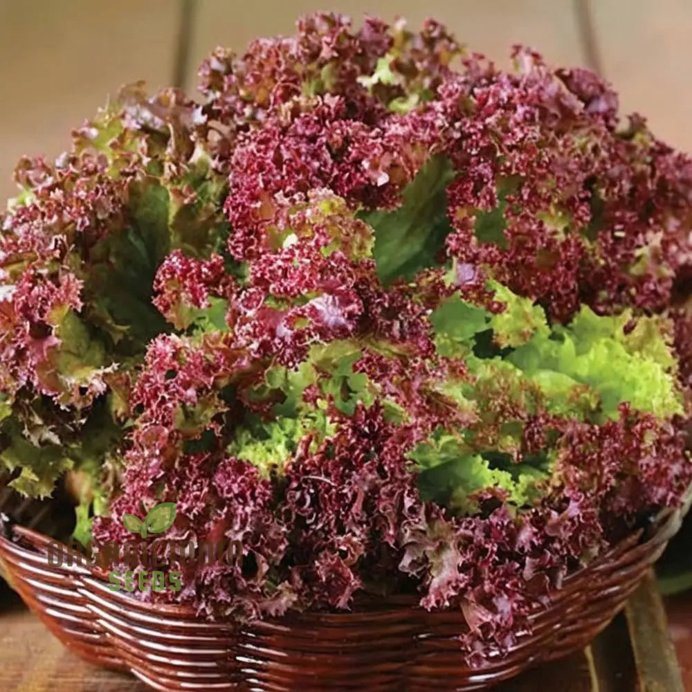 Lettuce Lolla Rossa Vegetable Seeds - Grow Crisp And Colorful Salad Greens