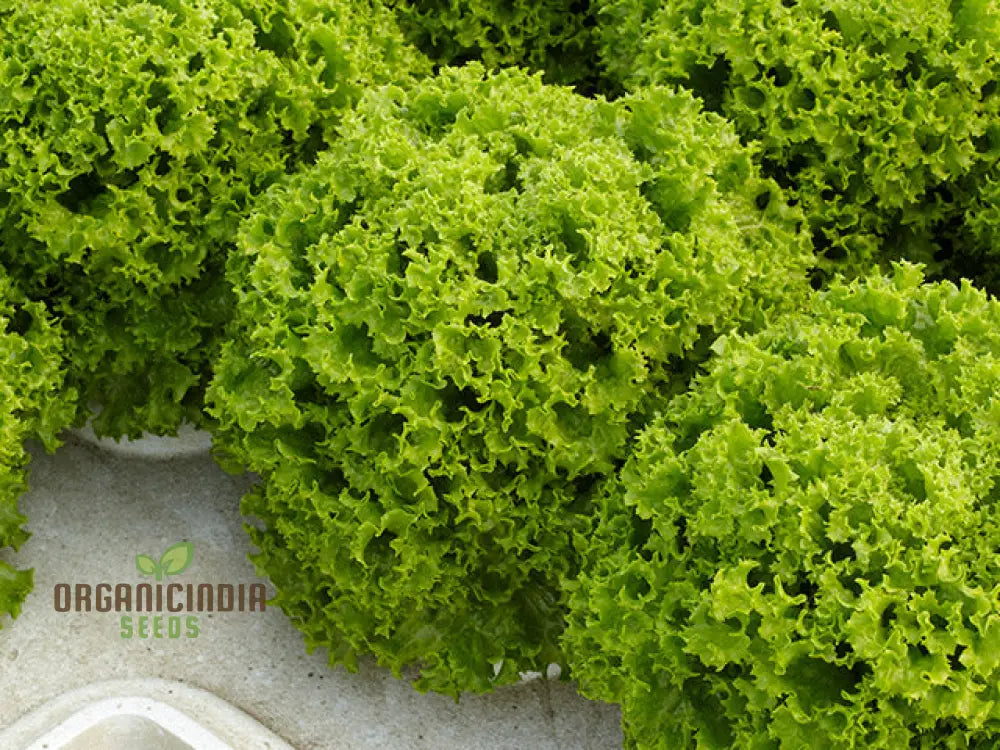 Lettuce Lollo Bionda Seeds For Expert Gardening - High-Quality Lush Green Gardens