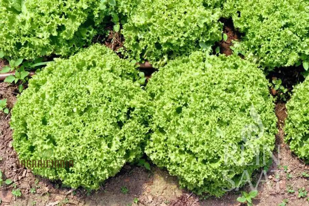 Lettuce Lollo Bionda Seeds For Expert Gardening - High-Quality Lush Green Gardens