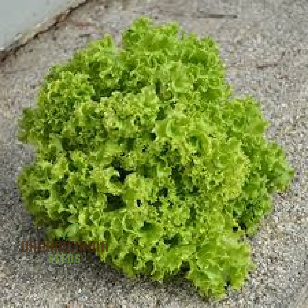 Lettuce Lollo Bionda Seeds For Expert Gardening - High-Quality Lush Green Gardens