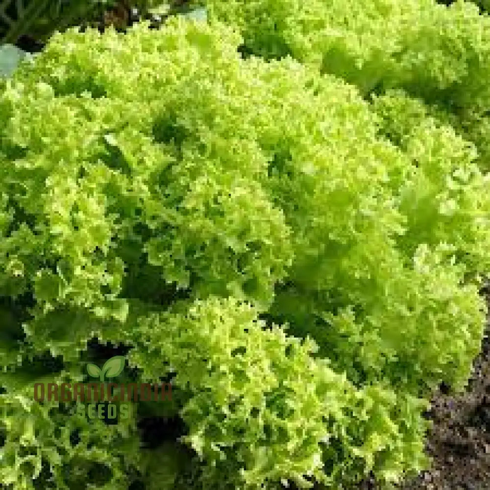 Lettuce Lollo Bionda Seeds For Expert Gardening - High-Quality Lush Green Gardens