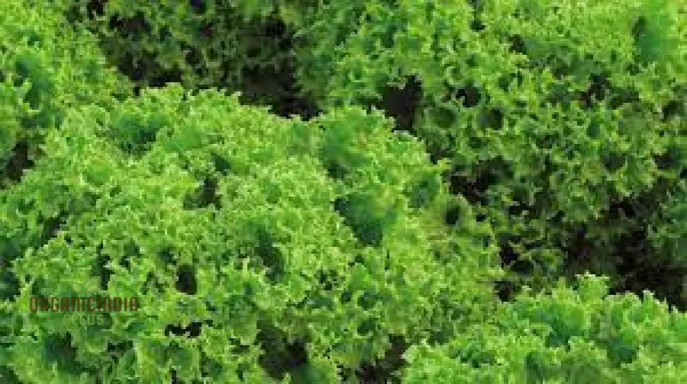 Lettuce Lollo Bionda Seeds For Expert Gardening - High-Quality Lush Green Gardens